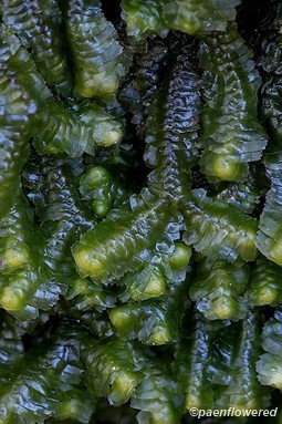 Plant form with wet leaves